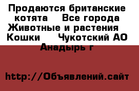 Продаются британские котята  - Все города Животные и растения » Кошки   . Чукотский АО,Анадырь г.